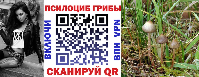 Псилоцибиновые грибы Cubensis Скопин